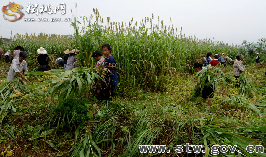 牧草收割·一道亮麗的風(fēng)景線