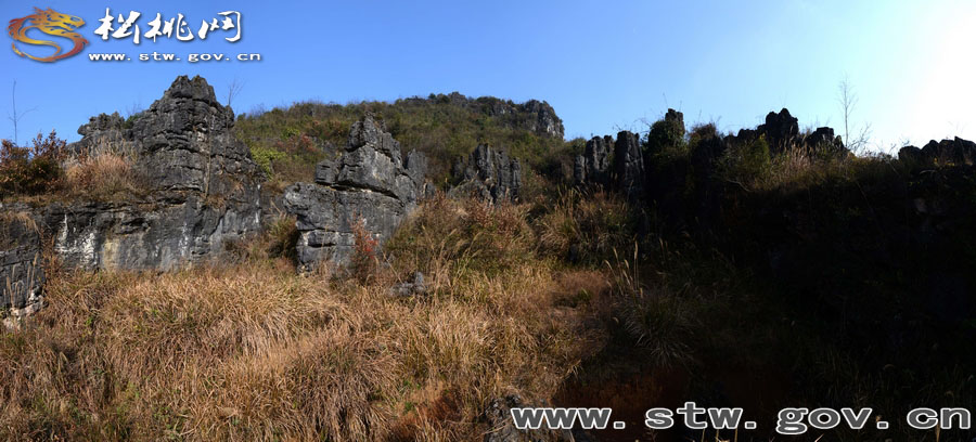 松桃大興鎮(zhèn)發(fā)現(xiàn)大面積石林