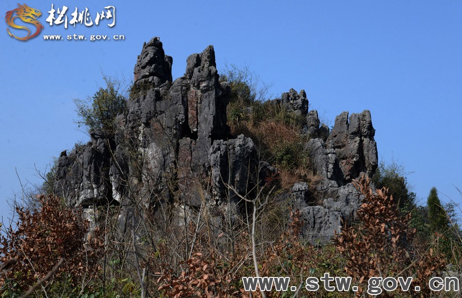 松桃大興鎮(zhèn)發(fā)現大面積石林