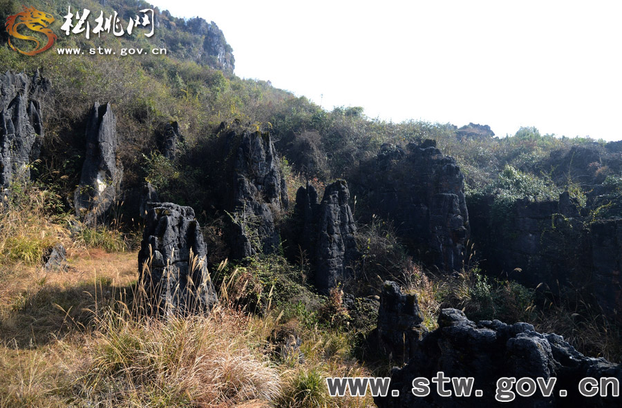 松桃大興鎮(zhèn)發(fā)現(xiàn)大面積石林
