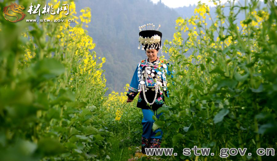 松桃安山萬畝大壩油菜花海醉游客