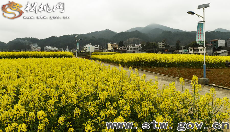 周末安山賞花，做春天的鄰居