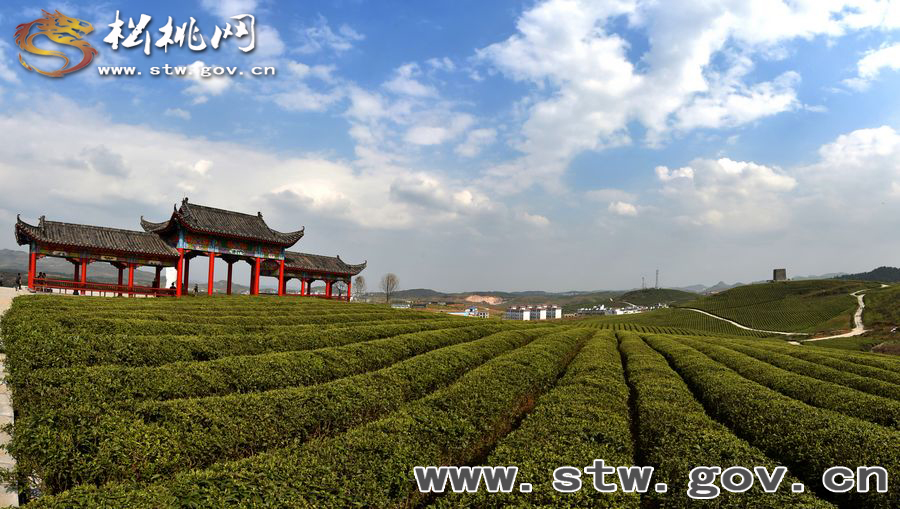 正大茶園，一道道靚麗的風(fēng)景線
