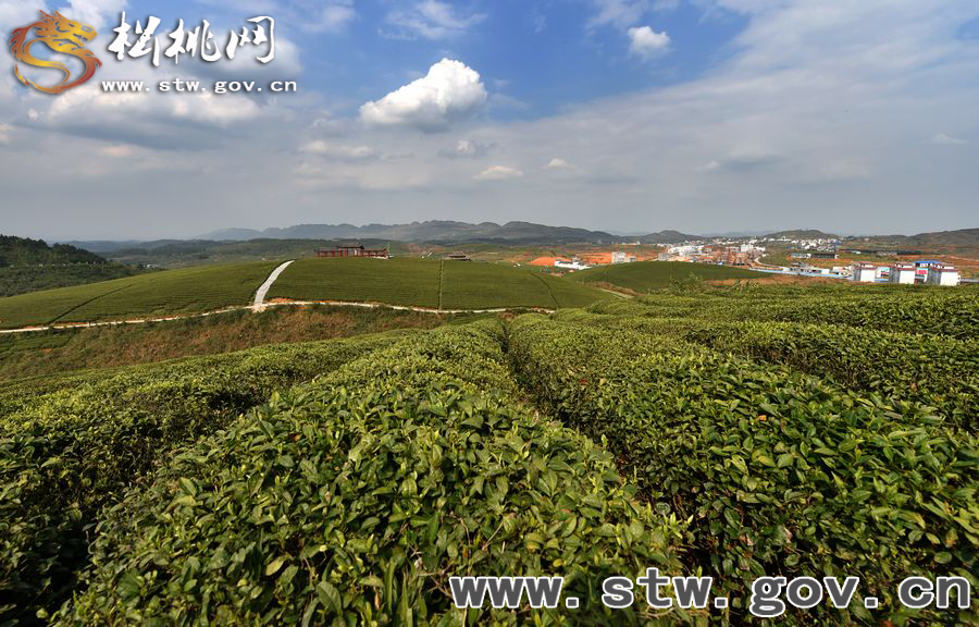 正大茶園，一道道靚麗的風(fēng)景線