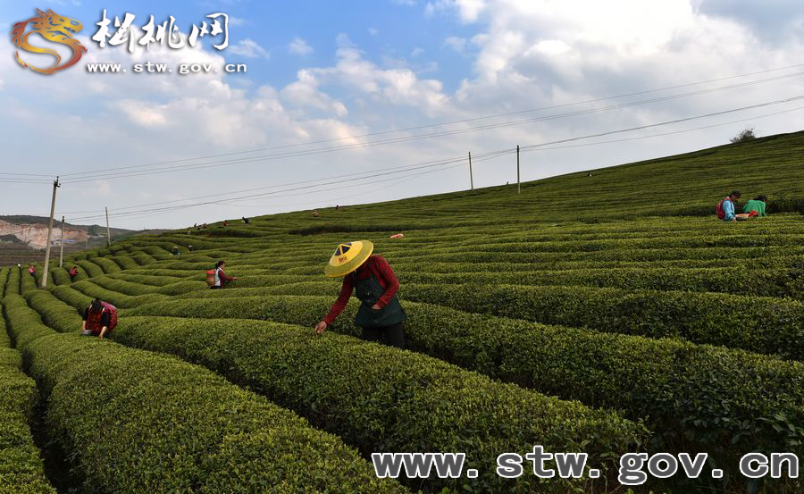 正大茶園，一道道靚麗的風(fēng)景線