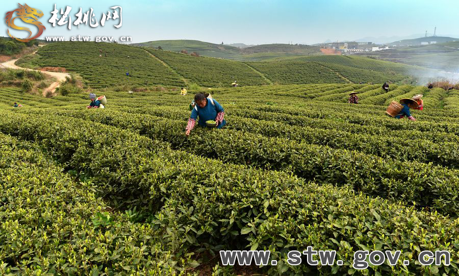 正大茶園，一道道靚麗的風(fēng)景線