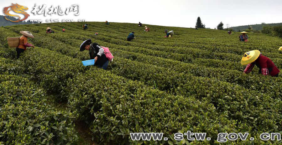 正大茶園，一道道靚麗的風(fēng)景線