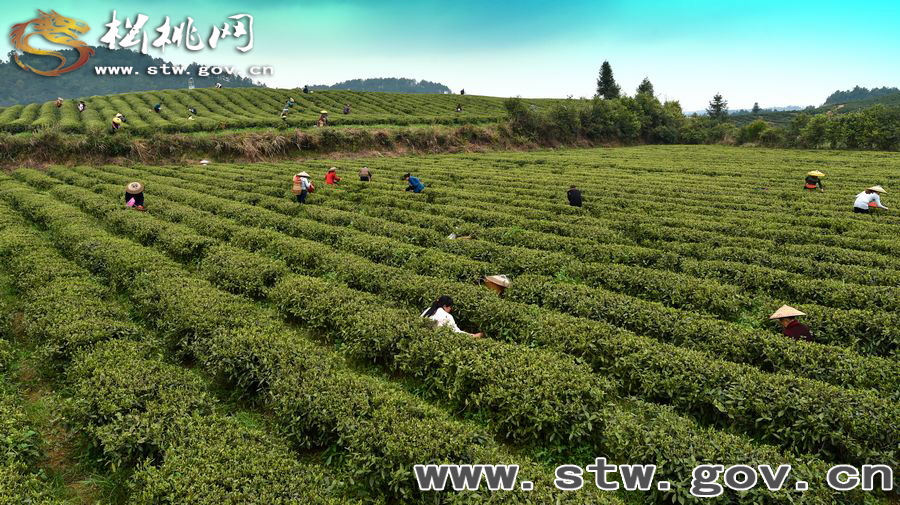 正大茶園，一道道靚麗的風景線