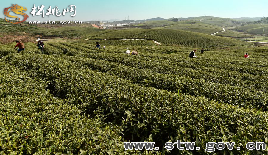 正大茶園，一道道靚麗的風(fēng)景線(xiàn)