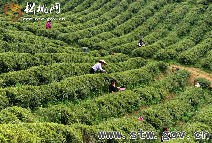 正大茶園，一道道靚麗的風(fēng)景線