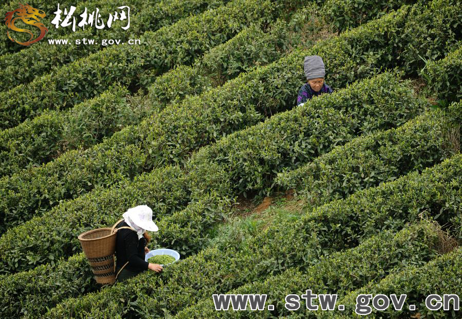 正大茶園，一道道靚麗的風(fēng)景線