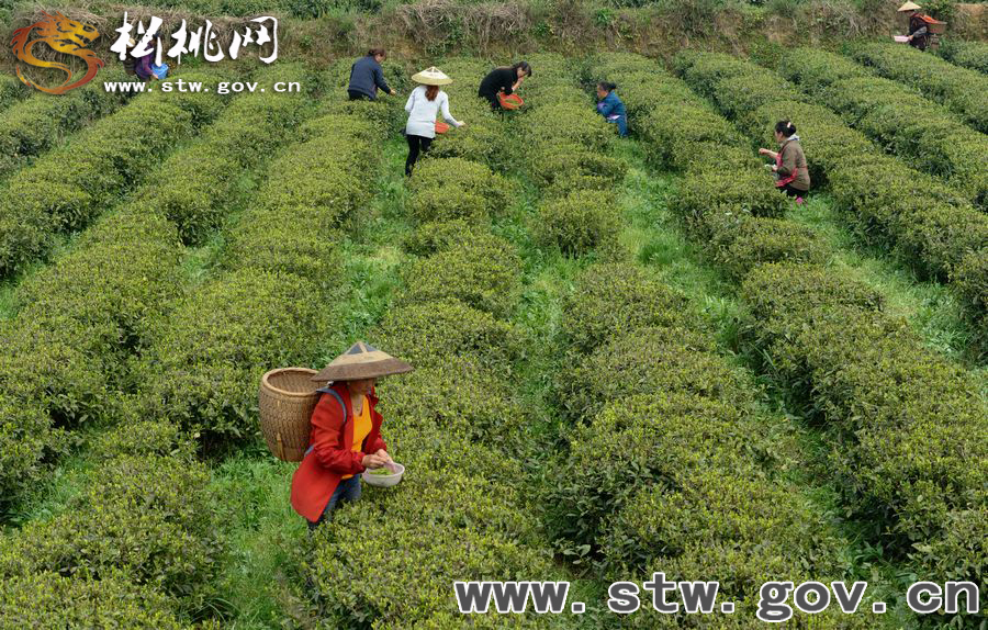 正大茶園，一道道靚麗的風景線
