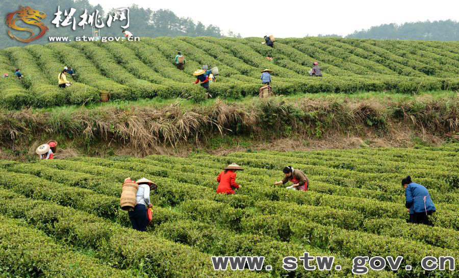 正大茶園，一道道靚麗的風(fēng)景線