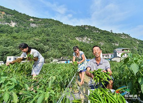中坪大力發(fā)展蔬菜產(chǎn)業(yè)