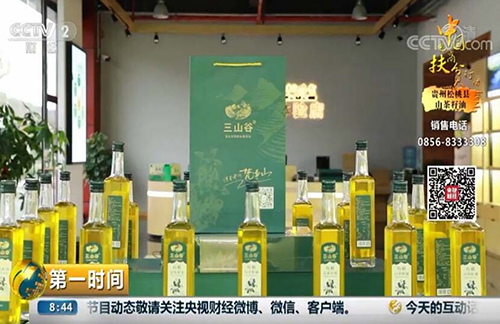 【沿著高速看變化⑦】正大鎮(zhèn):兩棵茶樹的成長故事