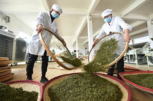 【沿著高速看變化⑦】正大鎮(zhèn):兩棵茶樹的成長故事