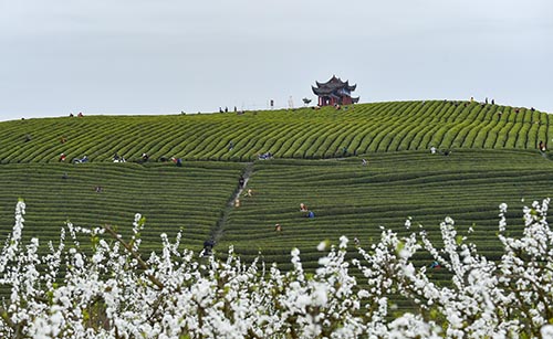 【沿著高速看變化⑦】正大鎮(zhèn)：兩棵茶樹的成長故事