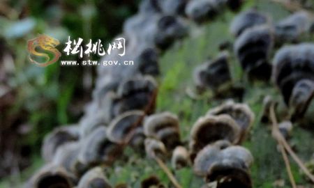 莎子風光風情攝影（一）
