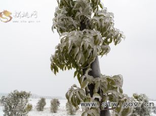 桃源大地冰鋪雪蓋