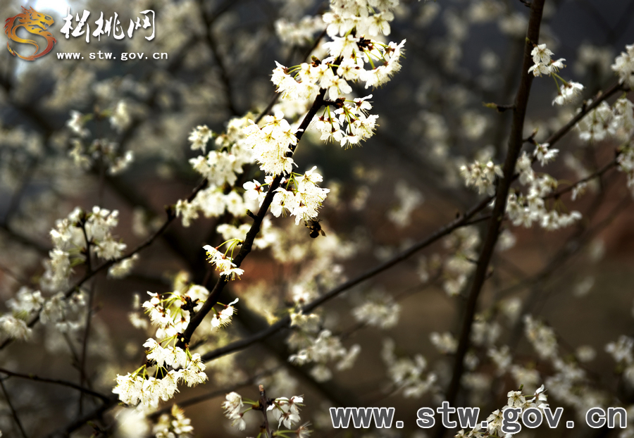 “浪漫”櫻花