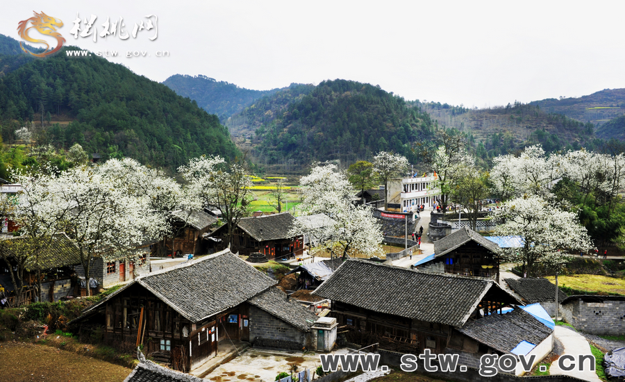 梨花飄香引客來(lái)