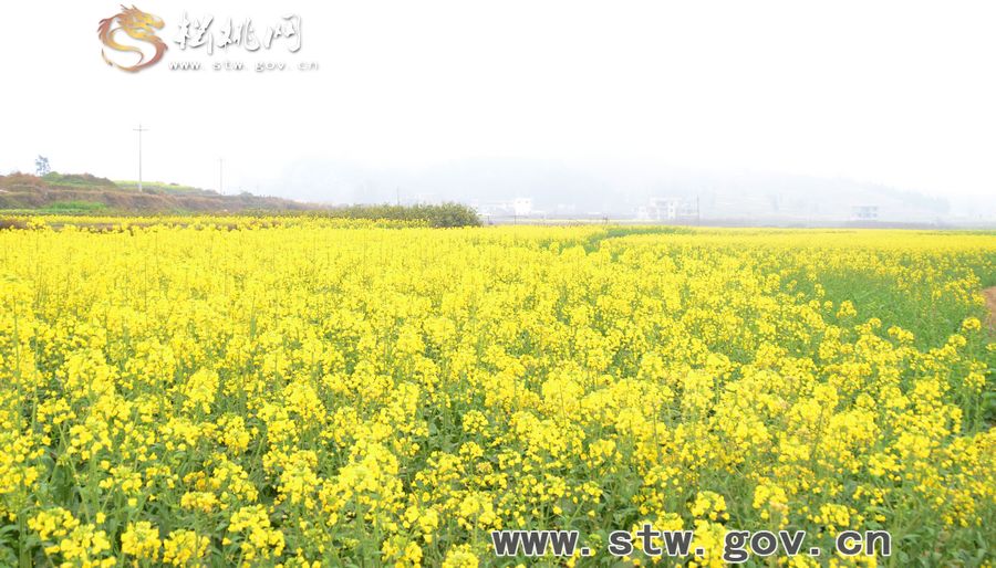 梵凈府城――孟溪，油菜花開了