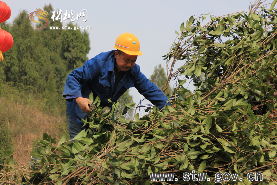一棵樹的戲——松桃城區(qū)道路白改黑及景觀改造工程紀(jì)實(shí)