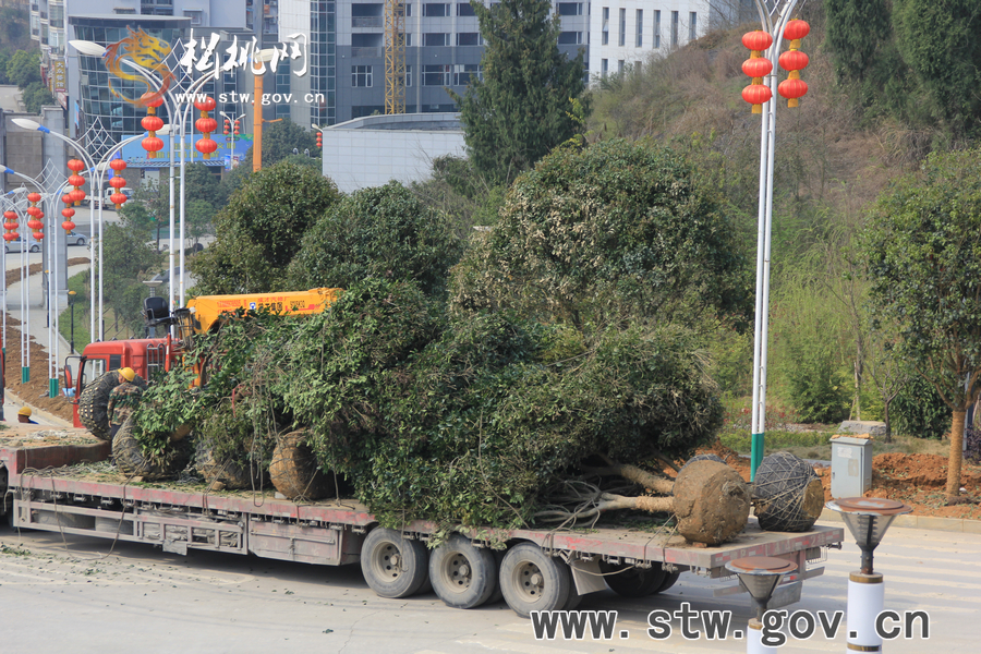 一棵樹的戲——松桃城區(qū)道路白改黑及景觀改造工程紀實