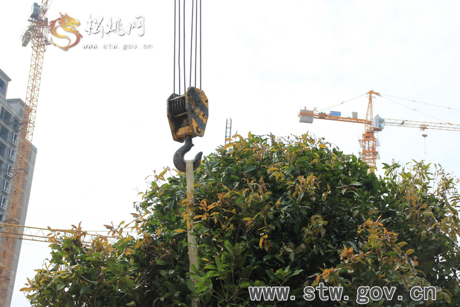 一棵樹的戲——松桃城區(qū)道路白改黑及景觀改造工程紀實