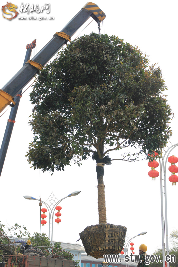 一棵樹的戲——松桃城區(qū)道路白改黑及景觀改造工程紀實