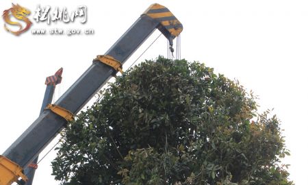 一棵樹(shù)的戲——松桃城區(qū)道路白改黑及景觀改造工程紀(jì)實(shí)