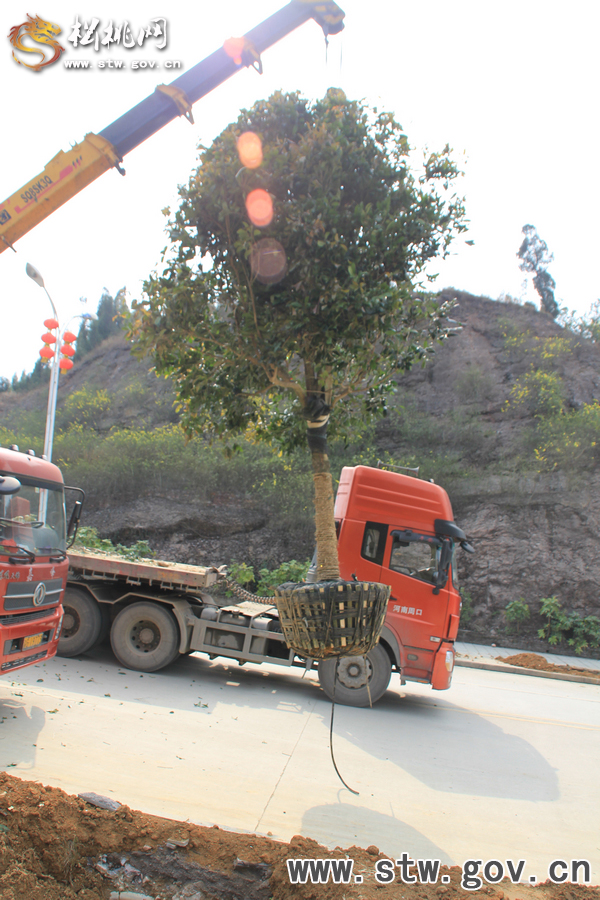 一棵樹(shù)的戲——松桃城區(qū)道路白改黑及景觀改造工程紀(jì)實(shí)