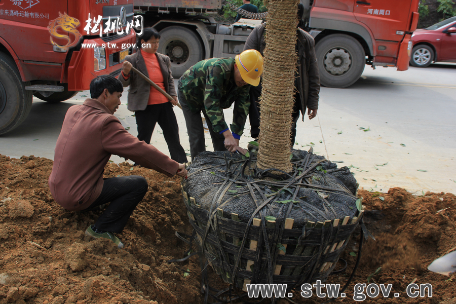 一棵樹(shù)的戲——松桃城區(qū)道路白改黑及景觀改造工程紀(jì)實(shí)