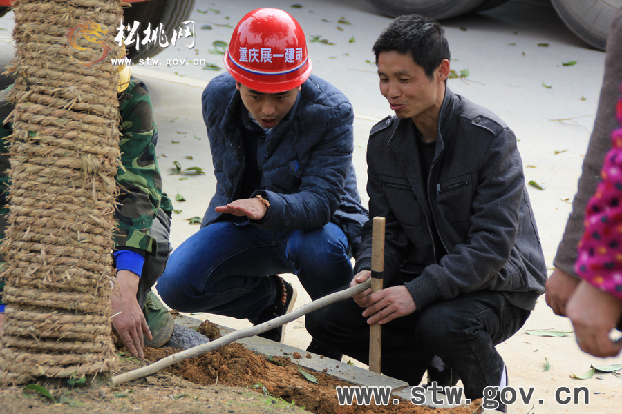一棵樹的戲——松桃城區(qū)道路白改黑及景觀改造工程紀實
