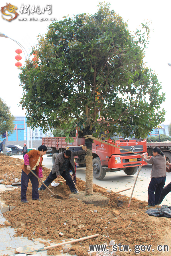 一棵樹的戲——松桃城區(qū)道路白改黑及景觀改造工程紀(jì)實(shí)
