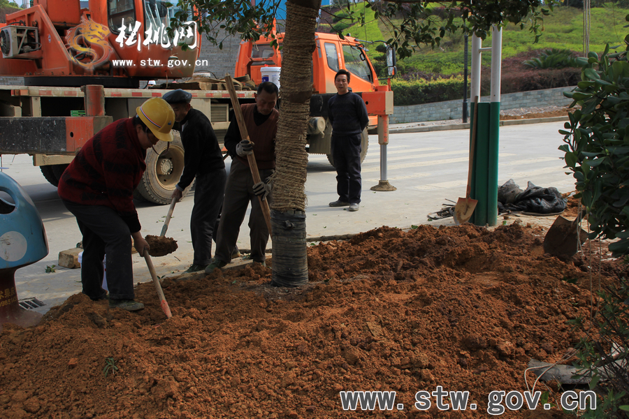 一棵樹(shù)的戲——松桃城區(qū)道路白改黑及景觀改造工程紀(jì)實(shí)