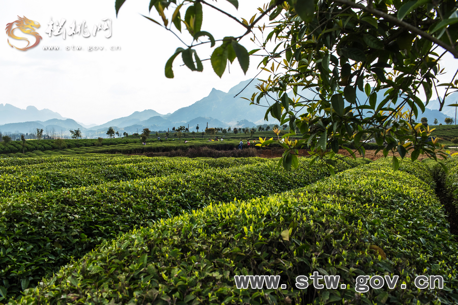 普覺茶園風(fēng)光