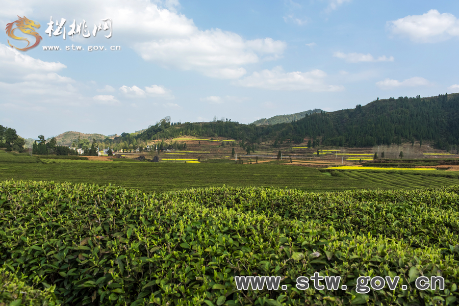 普覺茶園風光