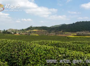 普覺(jué)茶園風(fēng)光