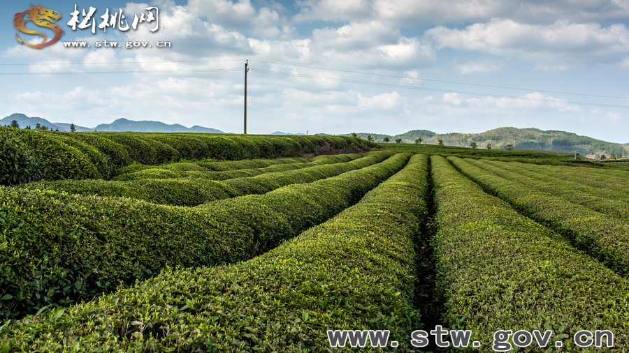 普覺茶園風(fēng)光