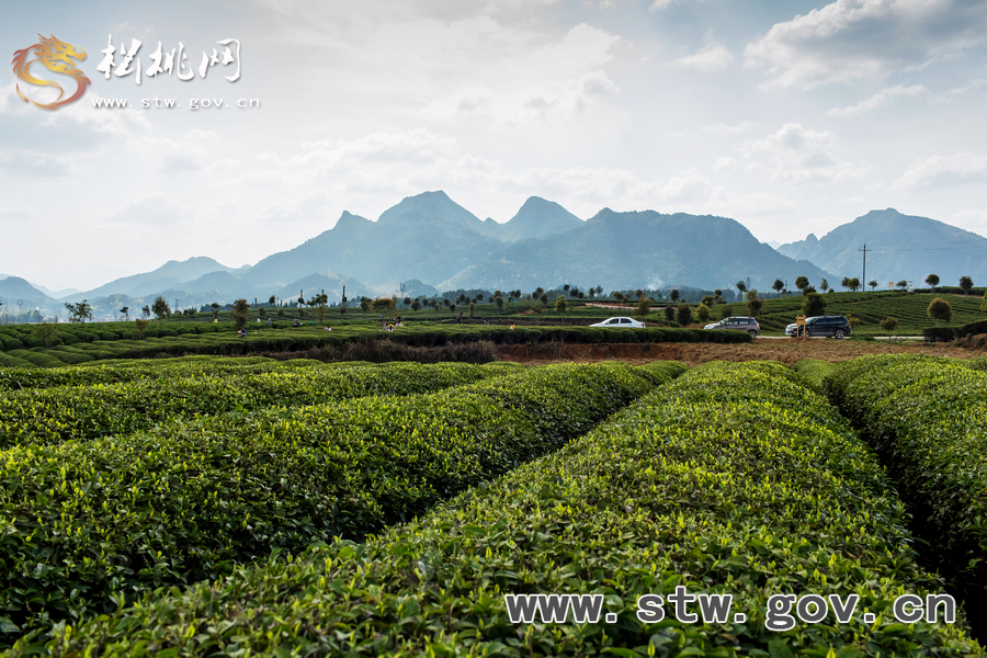 普覺(jué)茶園風(fēng)光
