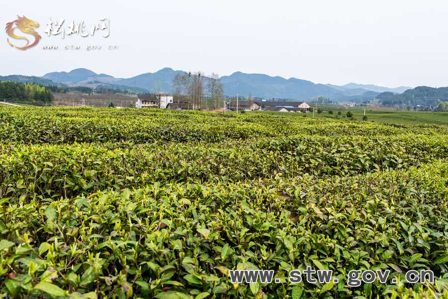 普覺茶園風(fēng)光
