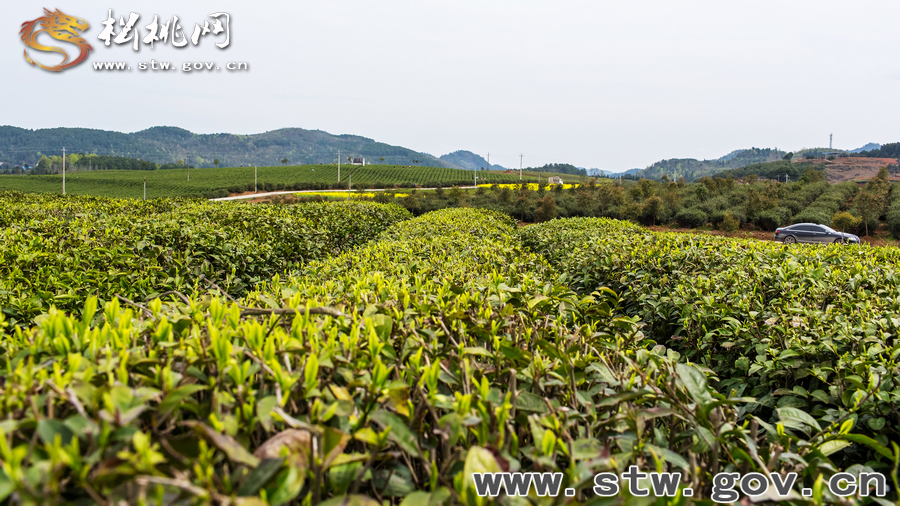 普覺茶園風(fēng)光