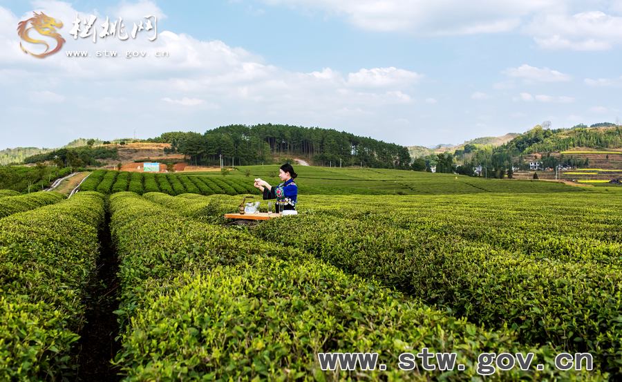 普覺茶園風(fēng)光