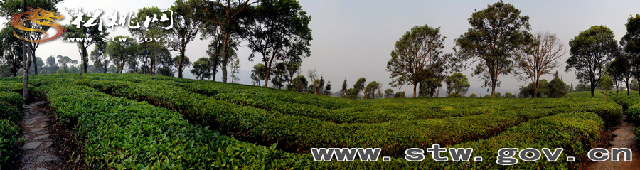 普洱茶園風(fēng)光