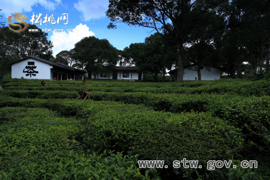 普洱茶園風(fēng)光