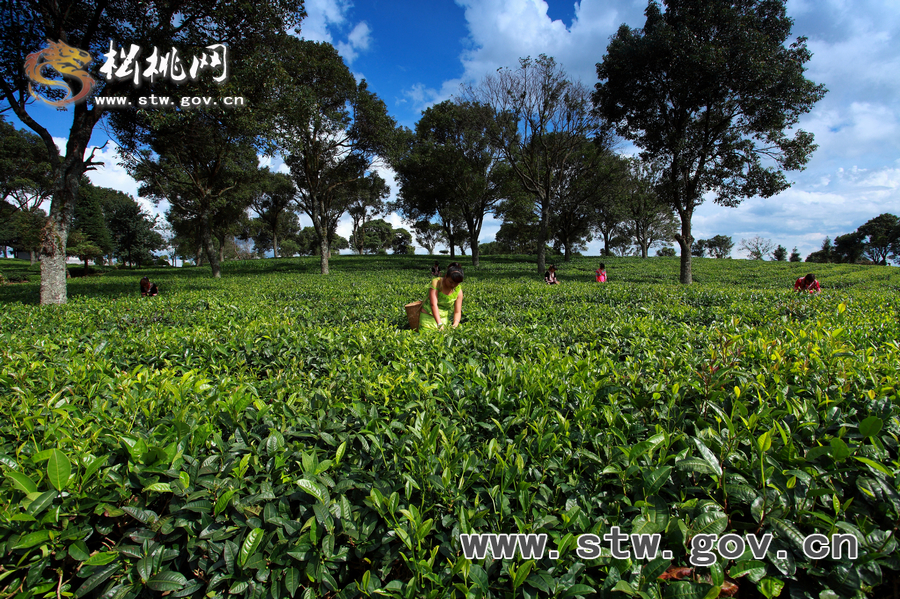普洱茶園風(fēng)光