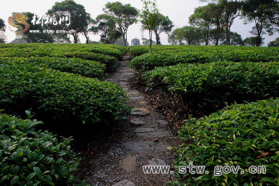 普洱茶園風(fēng)光