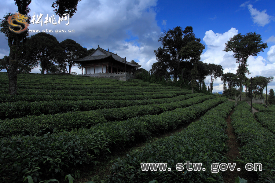 普洱茶園風(fēng)光