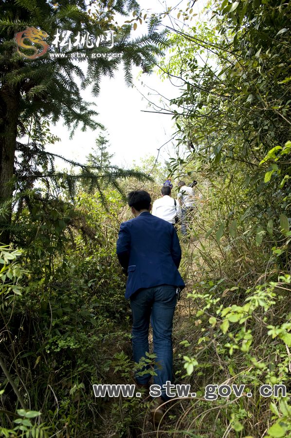 烏羅野生山蕨粑拍攝花絮